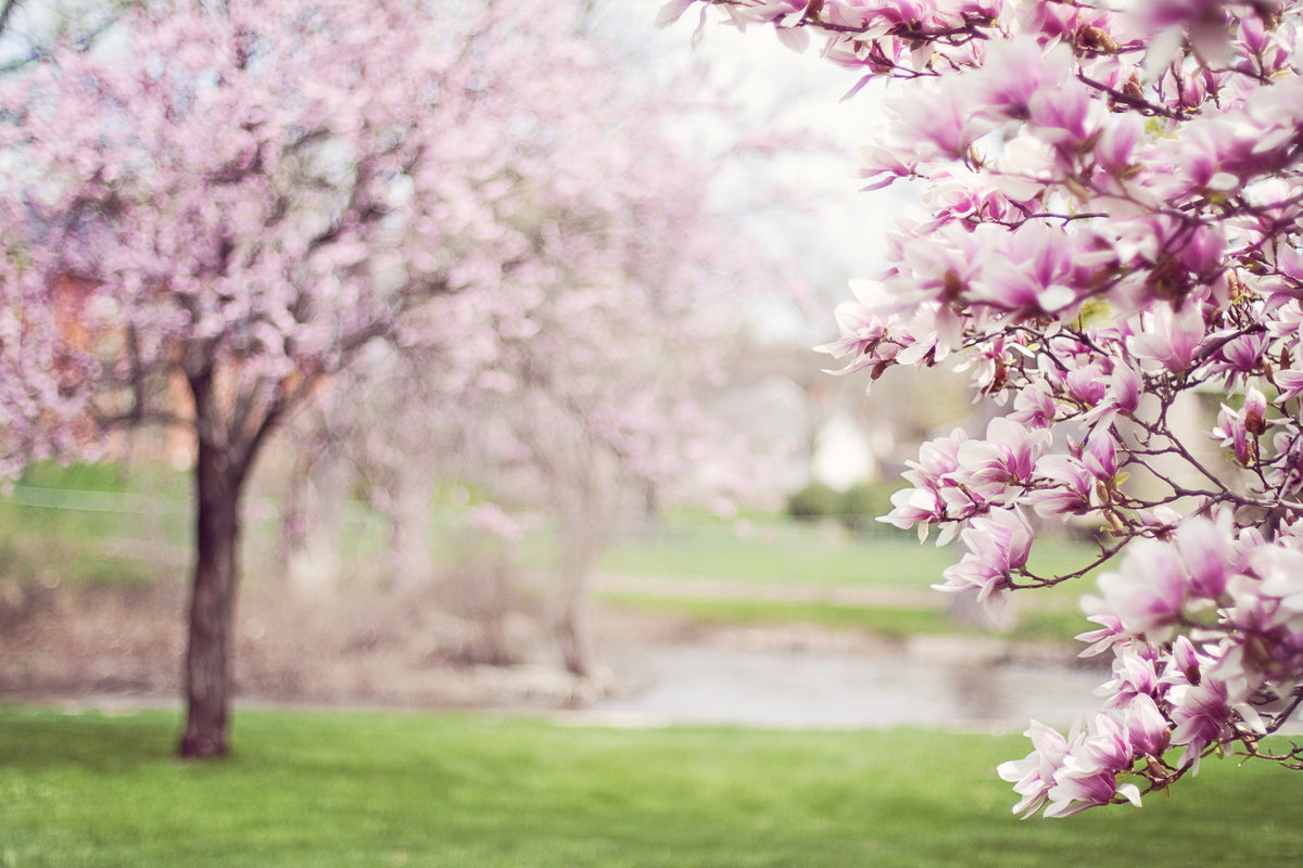 modern-3-piece-canvas-print-beautiful-magnolias