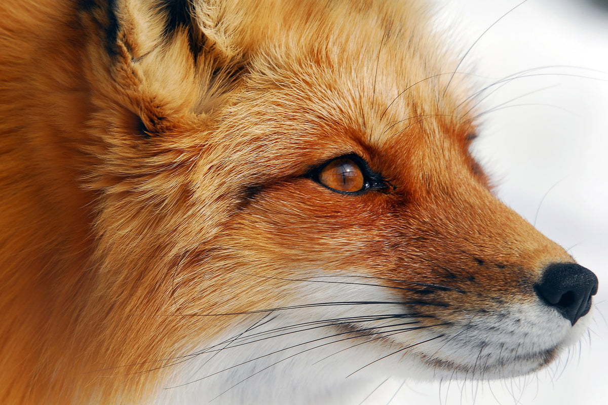 canvas-print-red-fox-x