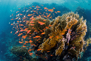 canvas-print-reefscape-x