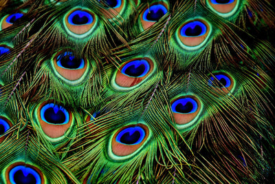 poster-print-peacock-feathers-xxl