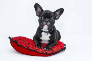 3-piece-aluminium-print-bulldog-to-fall-in-love