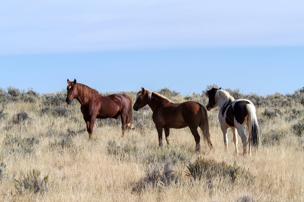 poster-print-3-horses-in-nature
