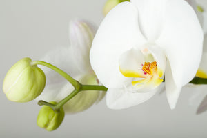 framedcanvas-print-giant-orchid