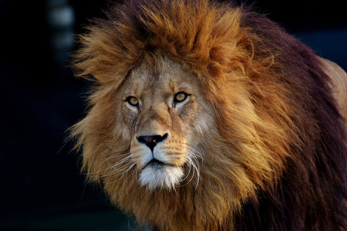 3-piece-acrylic-print-attention-lion