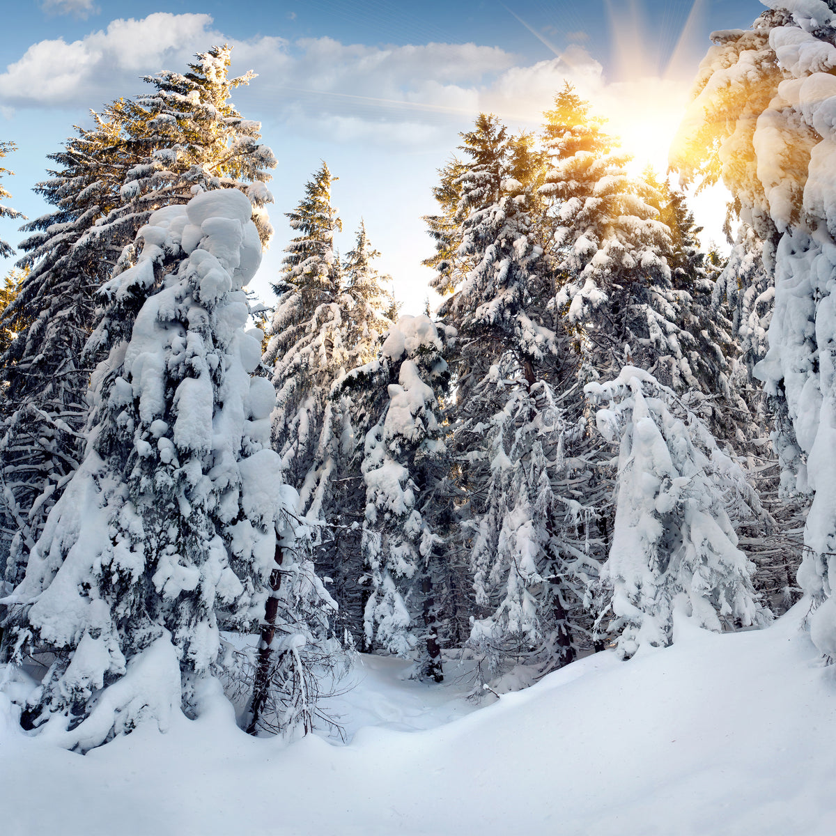 aluminium-print-fir-in-snow