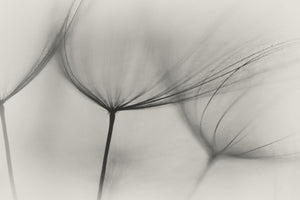 aluminium-print-tragopogon