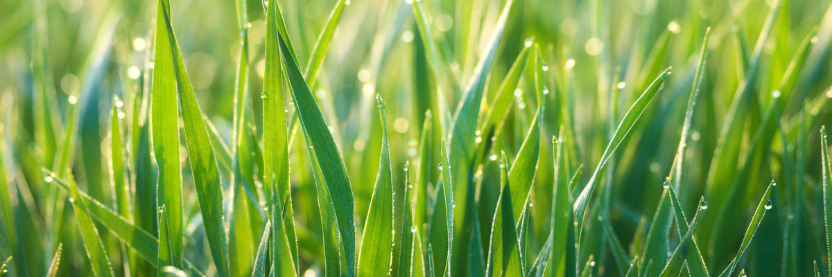 panoramic-aluminium-print-grass-with-morning-dew-xl-panorama