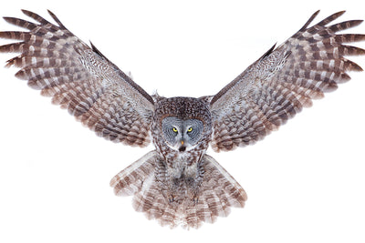 poster-print-power-great-grey-owl