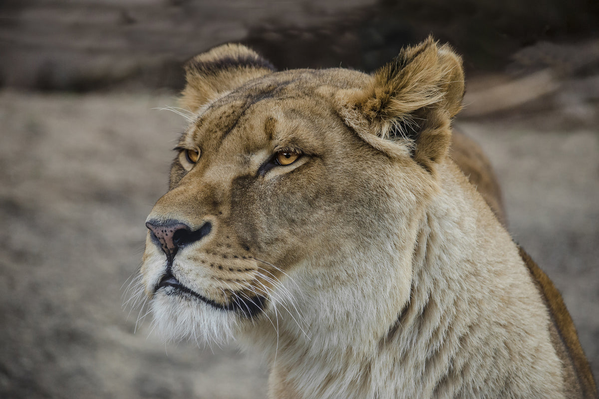 framedcanvas-print-head-of-a-lioness