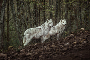 canvas-print-meeting-with-white-wolves-x