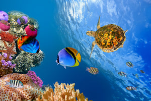 3-piece-aluminium-print-fish-in-the-water