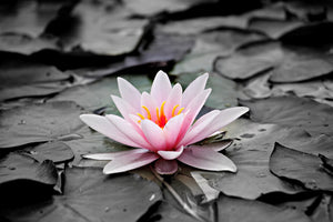 3-piece-aluminium-print-the-art-of-water-lily
