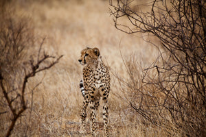 3-piece-aluminium-print-elegant-cheetah