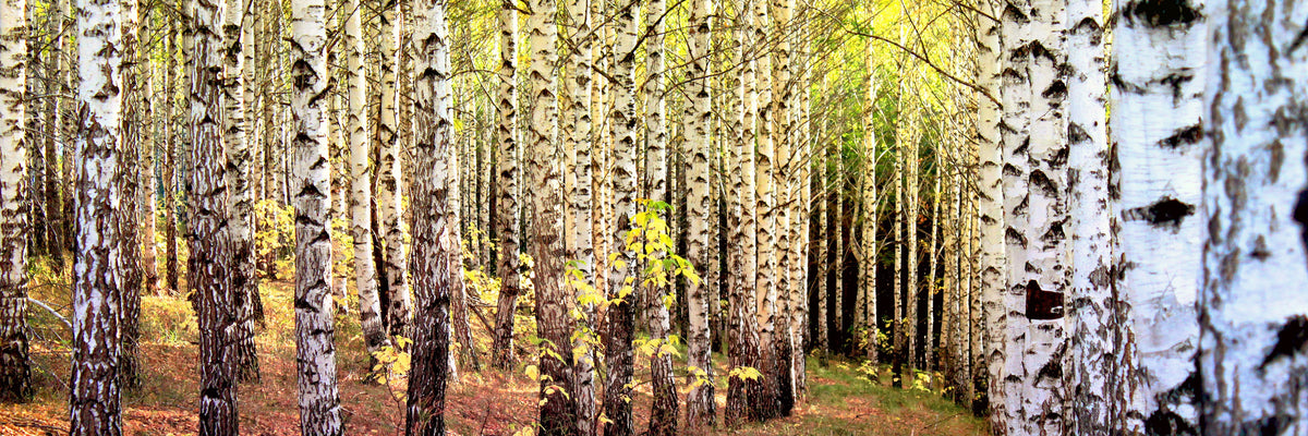panoramic-acrylic-print-the-path-between-birches-panorama