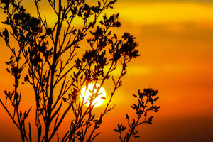 poster-print-a-shrub-in-the-sunset