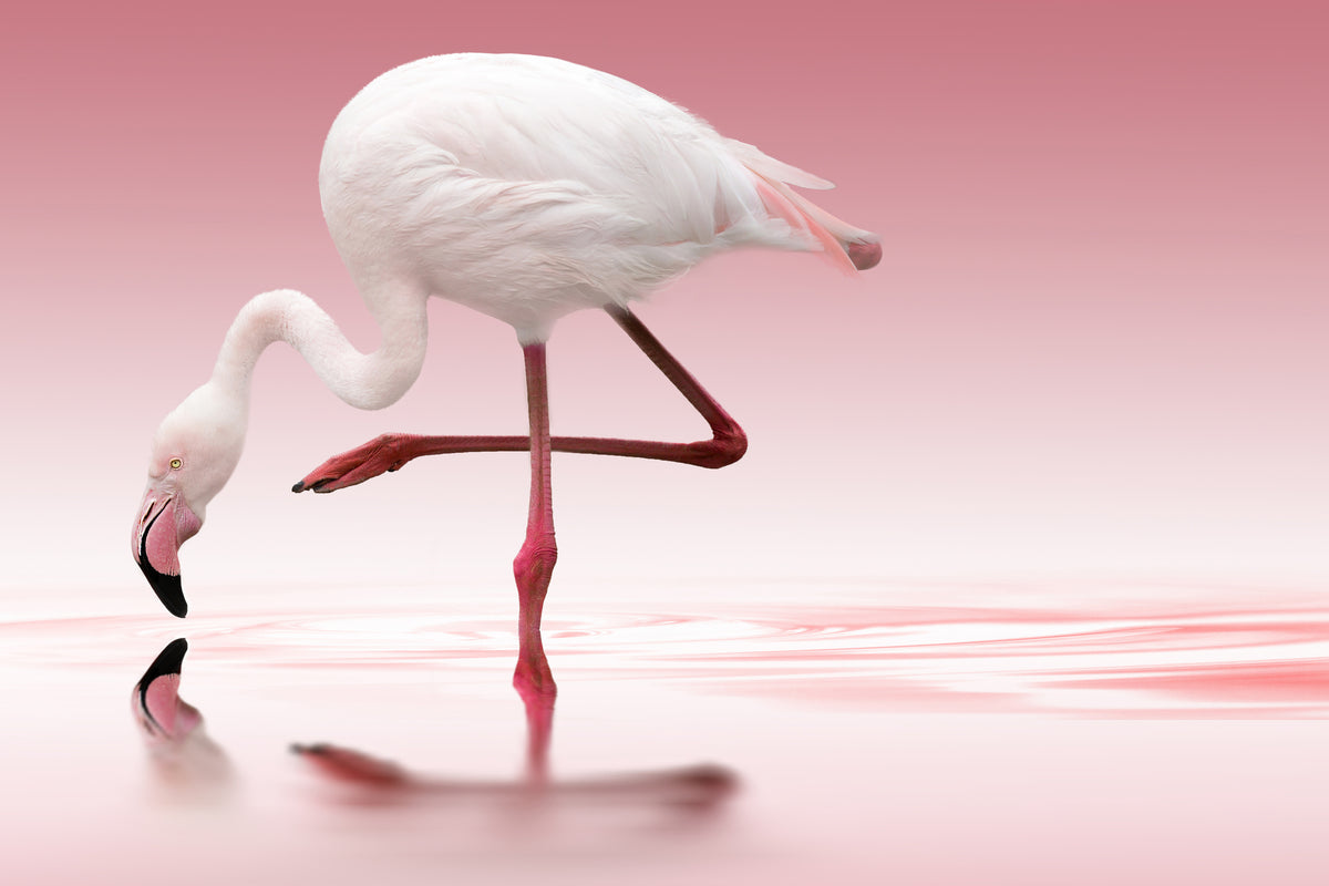 aluminium-print-flamingo