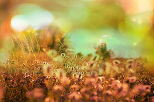 3-piece-acrylic-print-flower-meadow-at-twilight