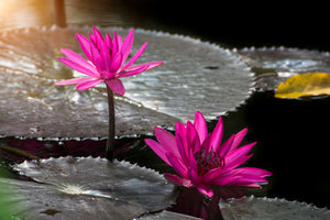 3-piece-acrylic-print-water-lily-in-the-morning-dew