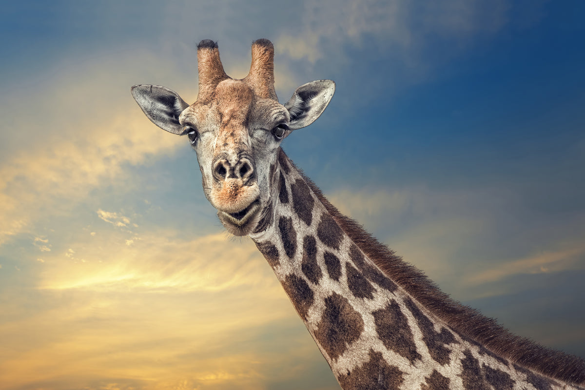framedcanvas-print-the-friendly-giant