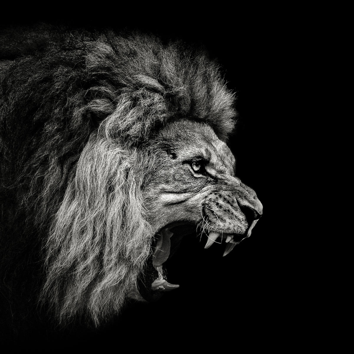 poster-print-roaring-lion-2-x
