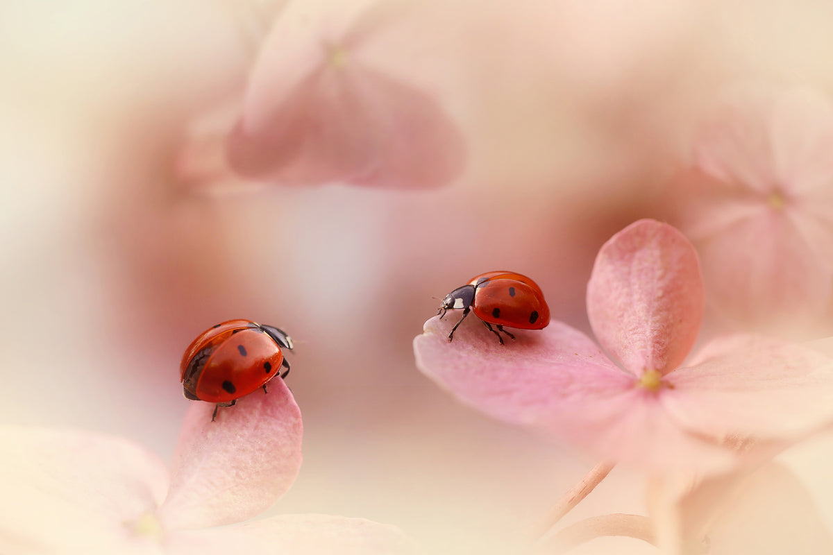 3-piece-canvas-print-ladybirds-on-pink-hydrangea