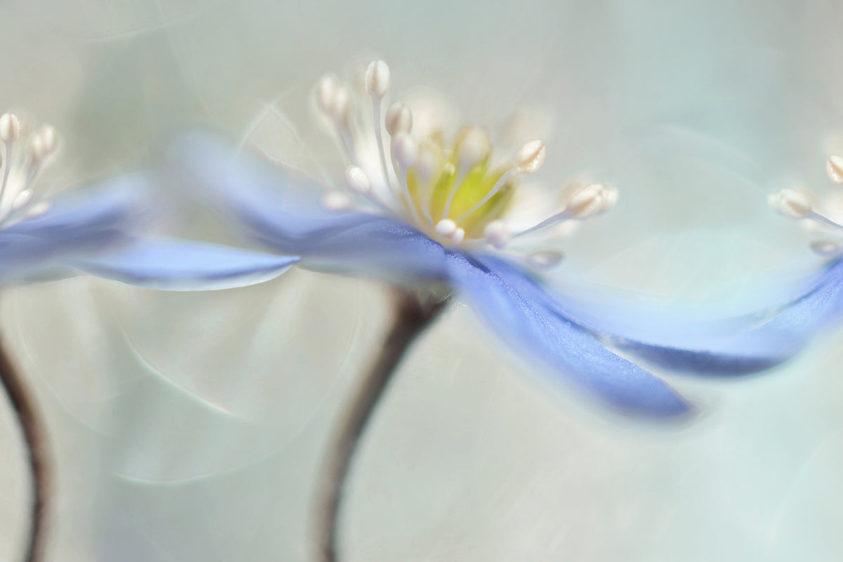 3-piece-canvas-print-dancing-anemones