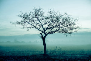 3-piece-aluminium-print-the-magic-tree