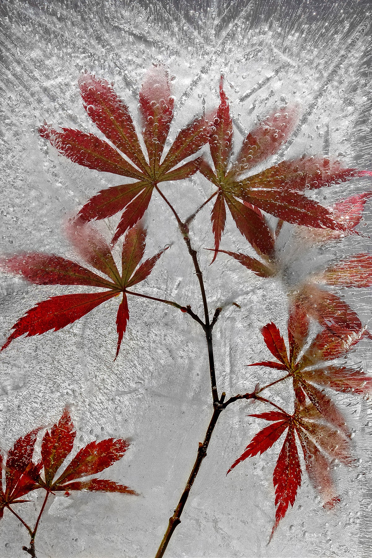 poster-print-red-maple-x