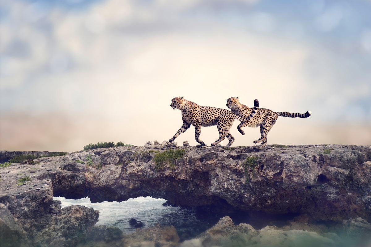 canvas-print-two-cheetahs