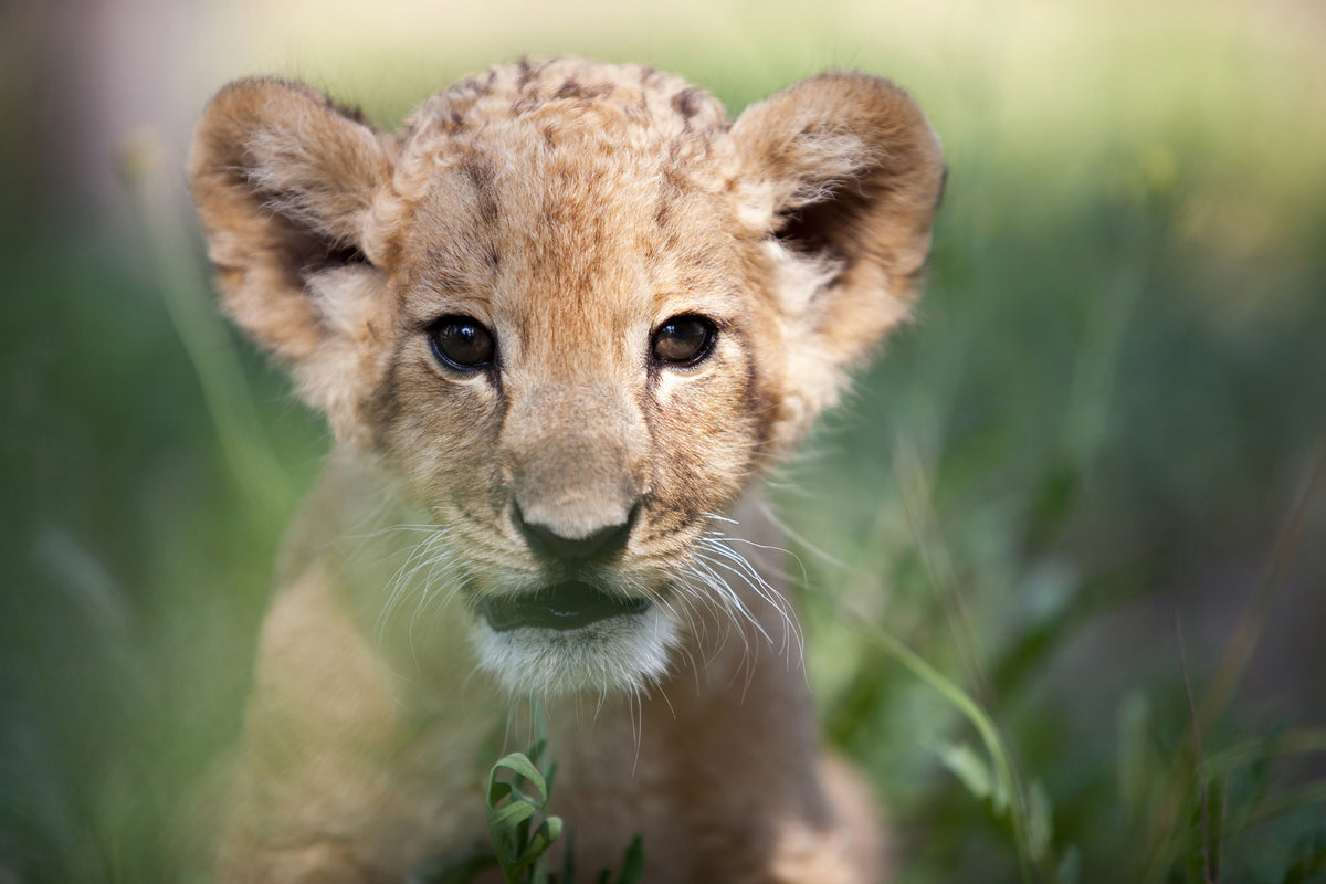 3-piece-acrylic-print-lion-baby