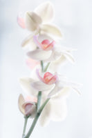 acrylic-print-pale-beauty