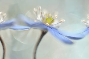 modern-3-piece-canvas-print-dancing-anemones
