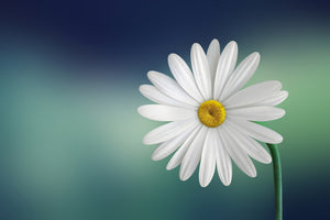 modern-3-piece-canvas-print-flower