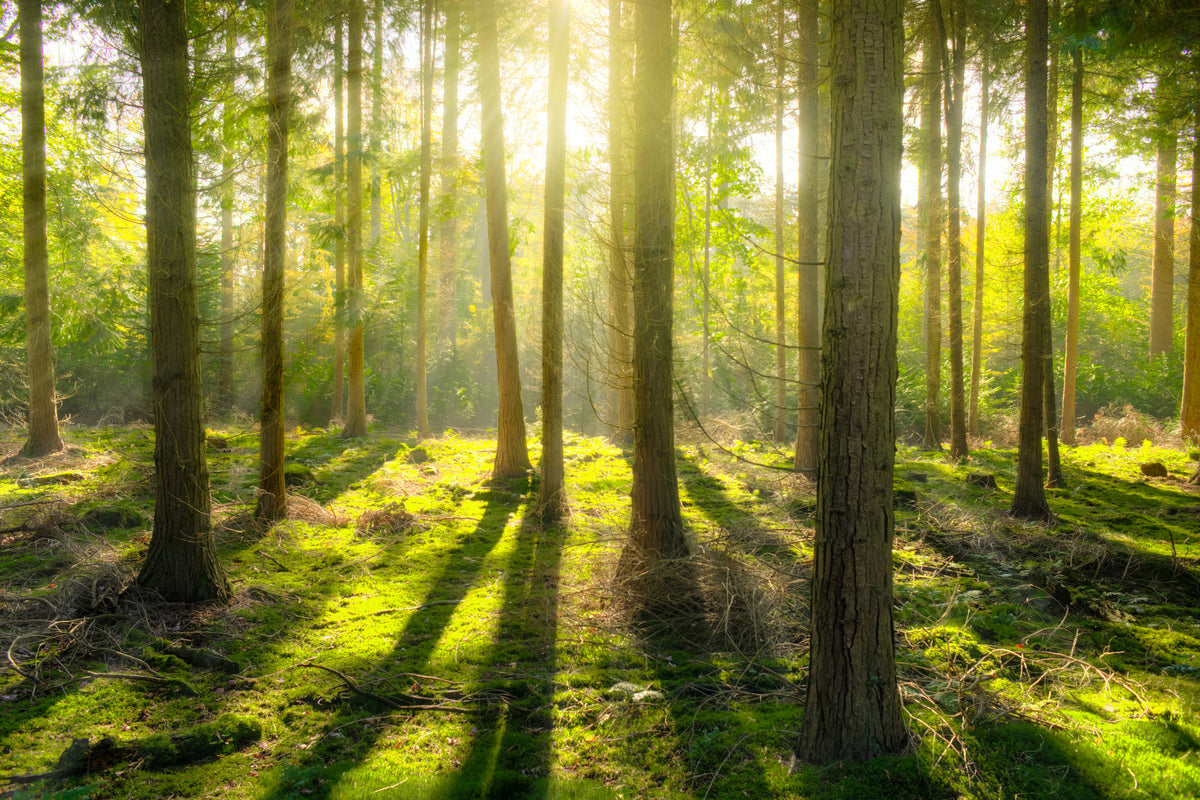 acrylic-print-in-the-middle-of-the-woods