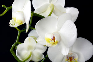 3-piece-canvas-print-orchid-close-up