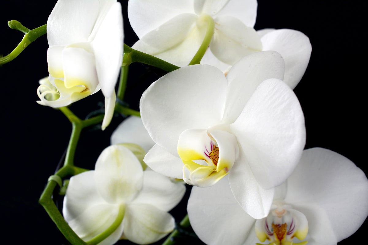 3-piece-canvas-print-orchid-close-up