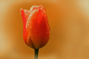 3-piece-acrylic-print-a-tulip-in-the-morning-dew