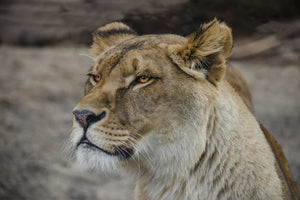 canvas-print-head-of-a-lioness
