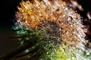 modern-3-piece-canvas-print-dandelion-in-the-morning-dew