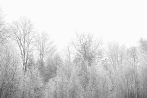 aluminium-print-birches-in-the-snow