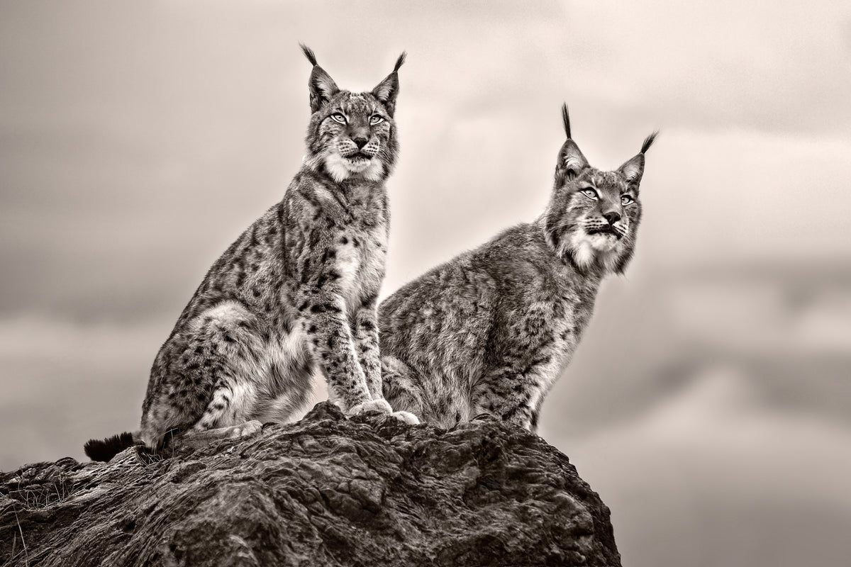 acrylic-print-two-lynx-on-rock