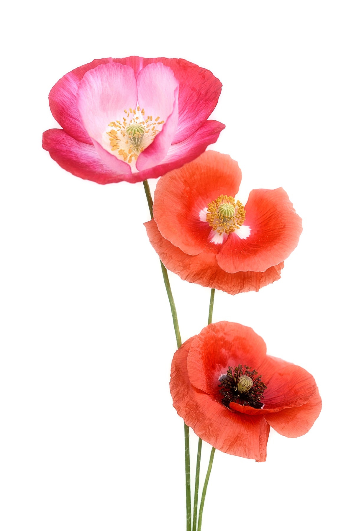acrylic-print-colourful-poppies-x
