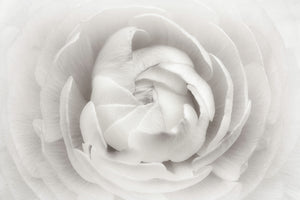 framedposter-print-ranunculus