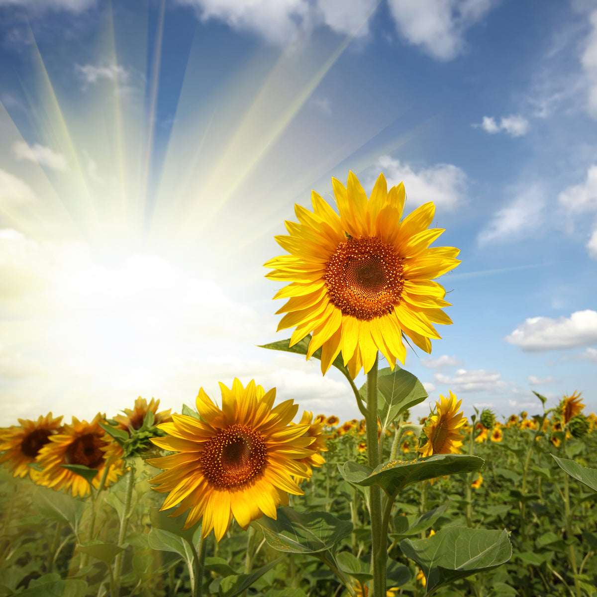 4-piece-acrylic-print-sunflower-in-sunlight