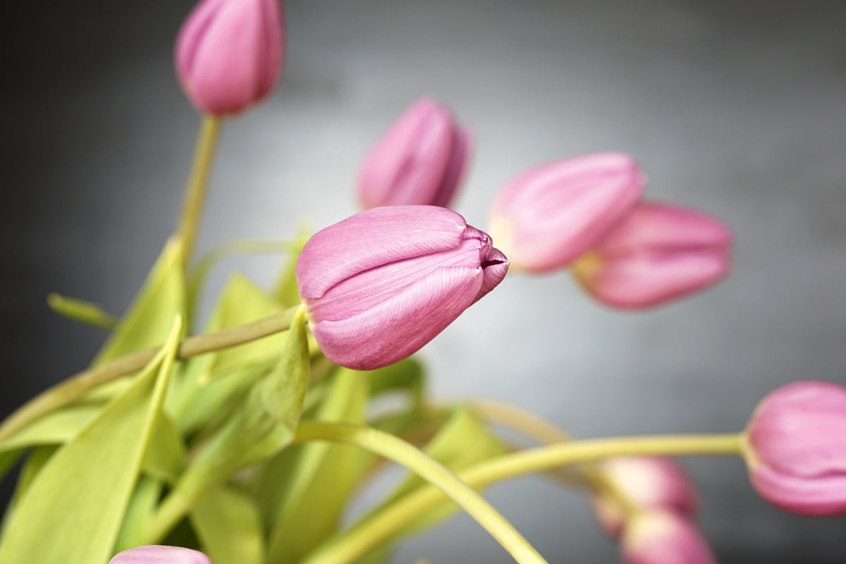 framedposter-print-the-tulip-bouquet-in-pink