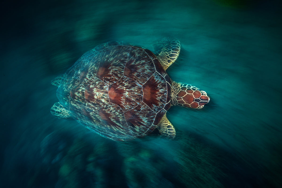 3-piece-canvas-print-valocity-turtle