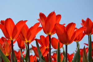 acrylic-print-red-tulips-xl