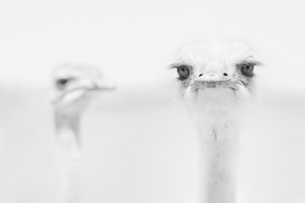framedposter-print-funny-ostrich
