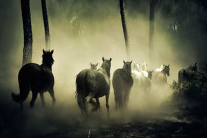 framedposter-print-horses-in-the-forest