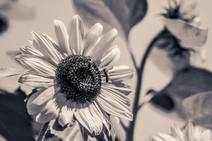 acrylic-print-bees-on-the-sunflower-sw